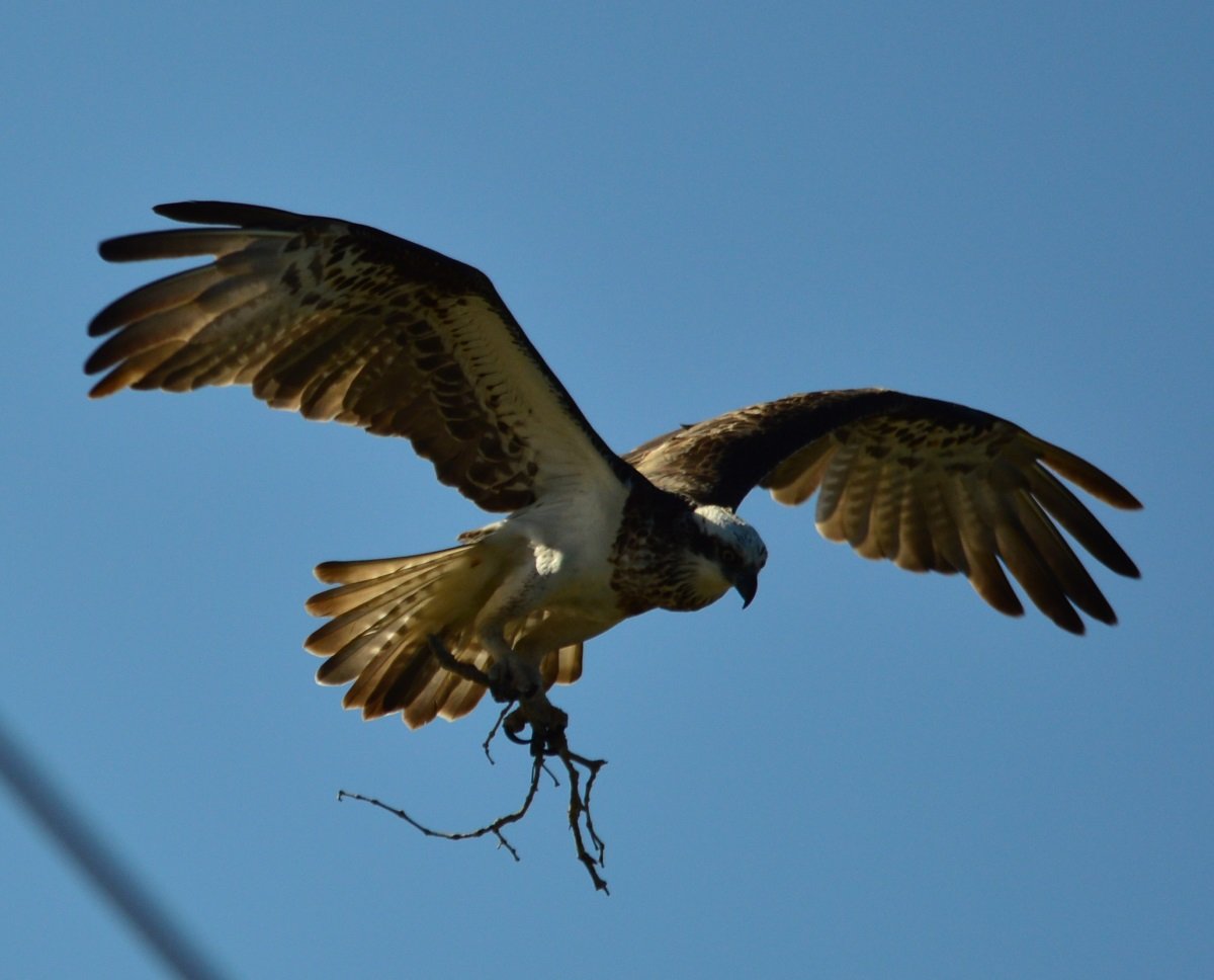 osprey taxonomy